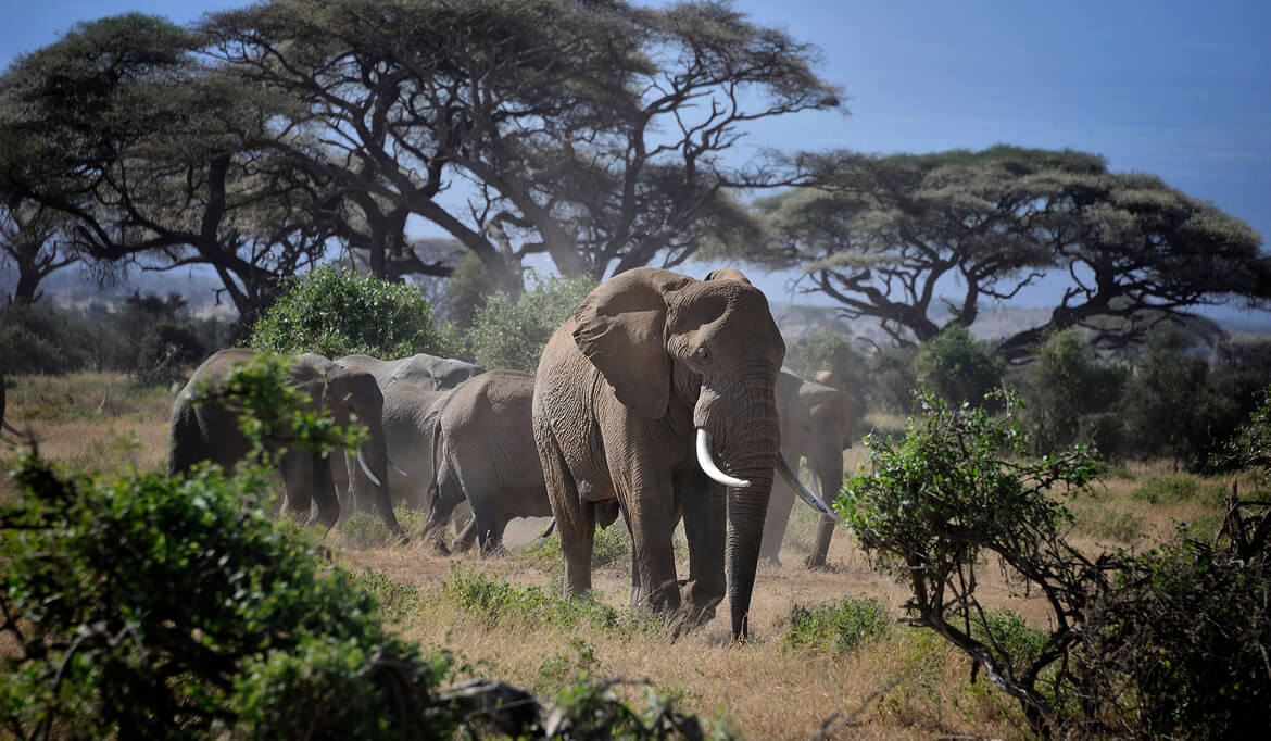 Amboseli National Park