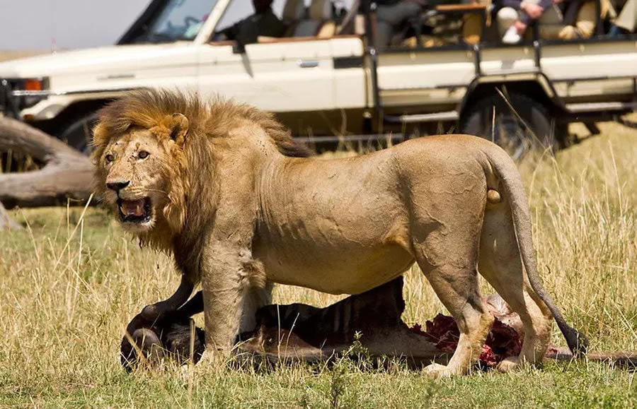 Maasai Mara Tour